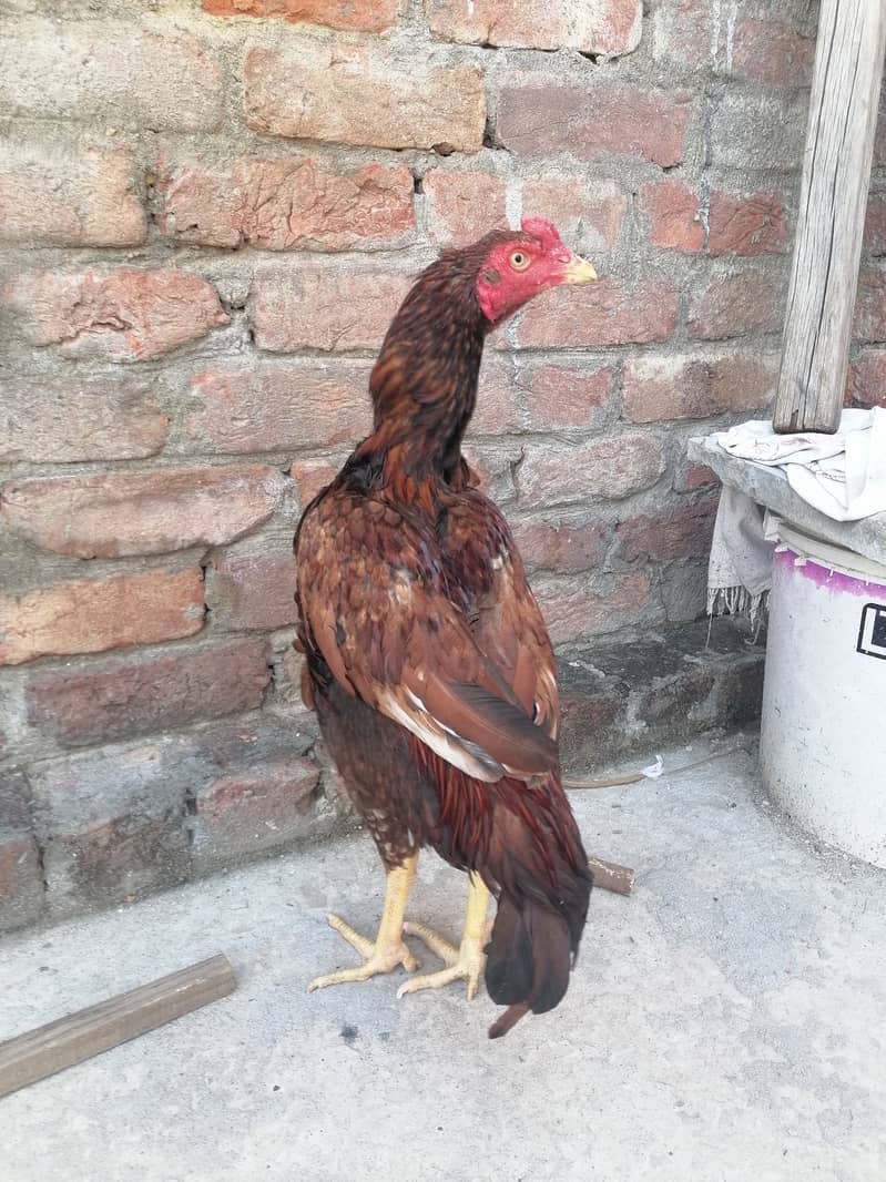 Peela patha 1