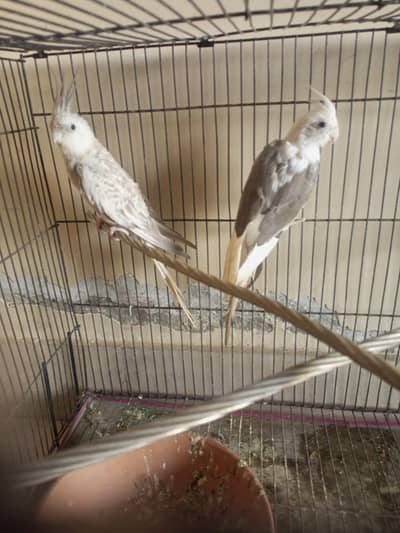 Cockatile Albino parrot