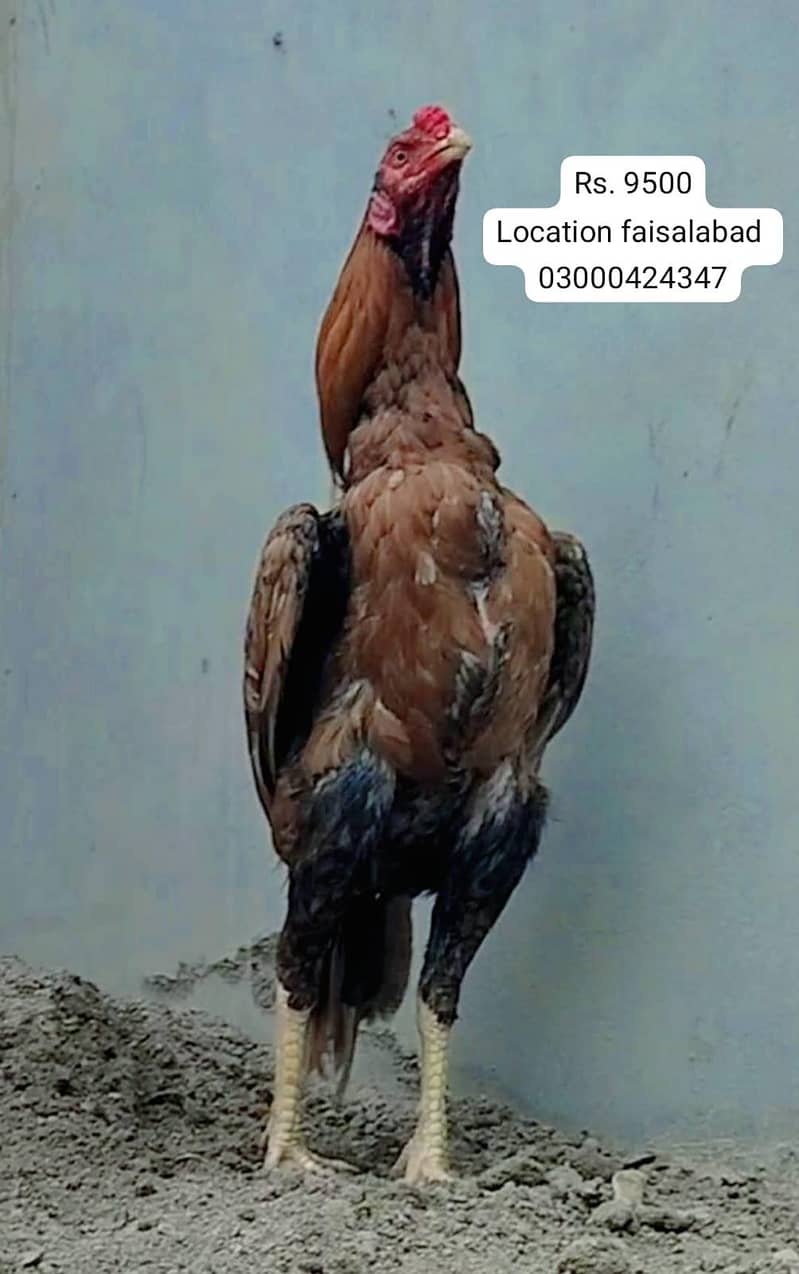 03000424347 8