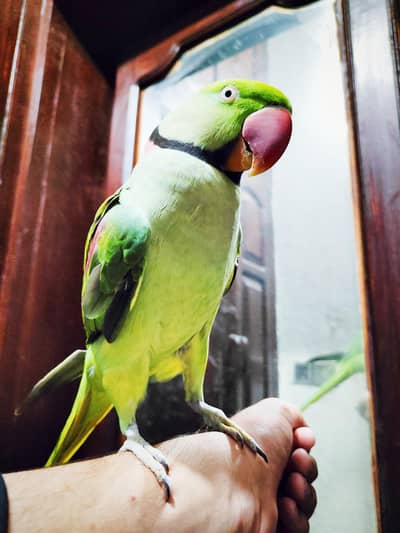 Raw Parrot Ful Talking Parrot face to face Ful Handtamed very friendly