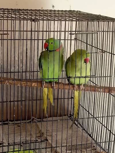 green parrot  pair