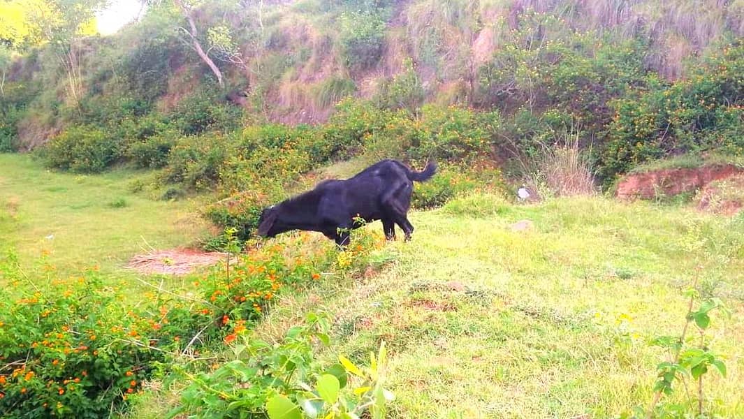BAKRA 0