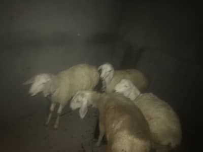 Ok dumba ghar ka pala ha qurbane ready