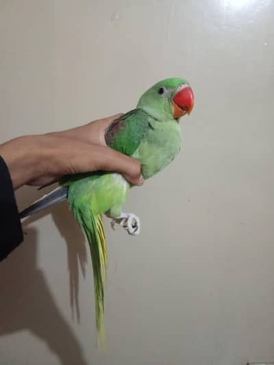 Raw parrot self chick for sale