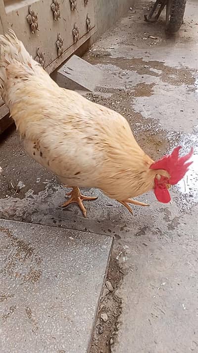 golden misri murga breeder weight 2.5 kg for salele