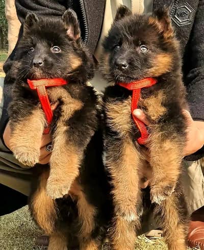 German shepherd puppies for sale healthy 0326=65=49=136