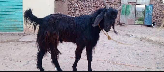 rajanpuri bakra for sale WhatsApp number 03281008492