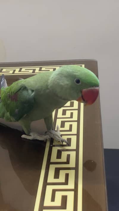 Pahari With Cage Male age 5 month Self feed