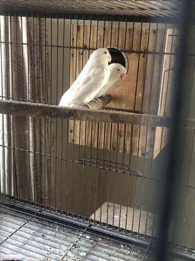breeder pair for sale