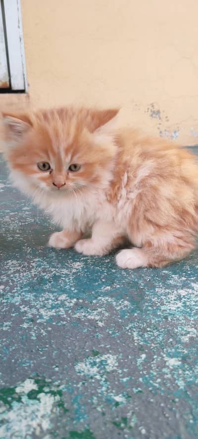 persian kittens