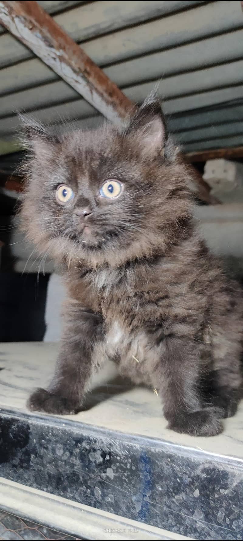 persian kittens 1