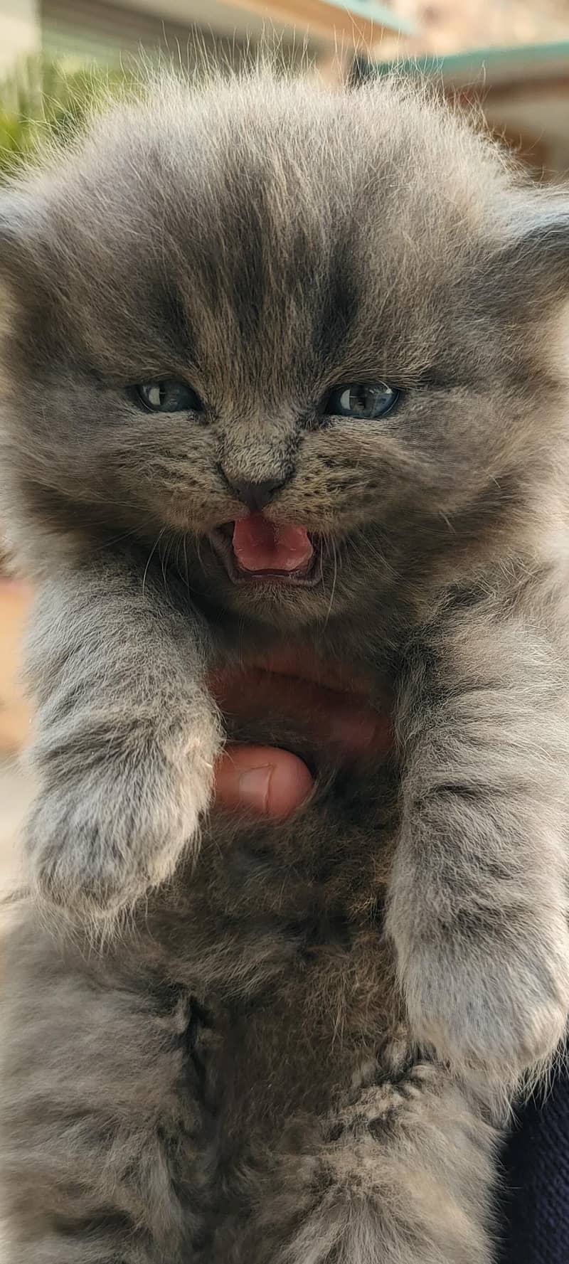 persian kittens 2