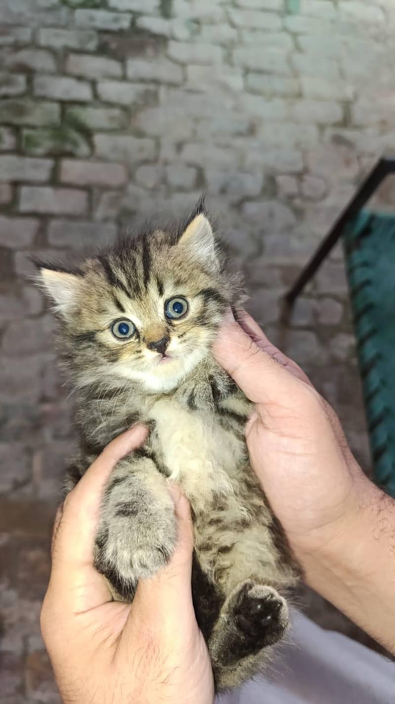 persian kittens 3