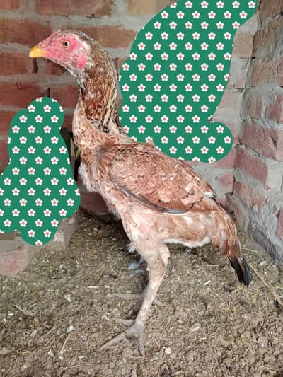 Thai cross Ready to eggs