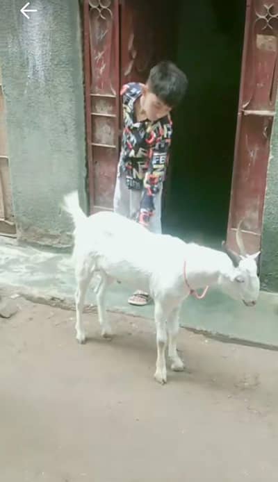 Bakra for sell