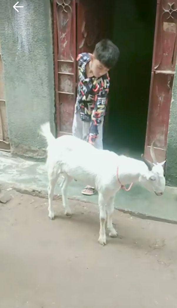 Bakra for sell 0