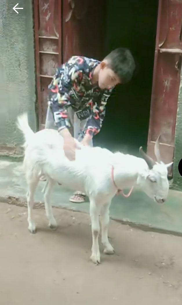 Bakra for sell 1