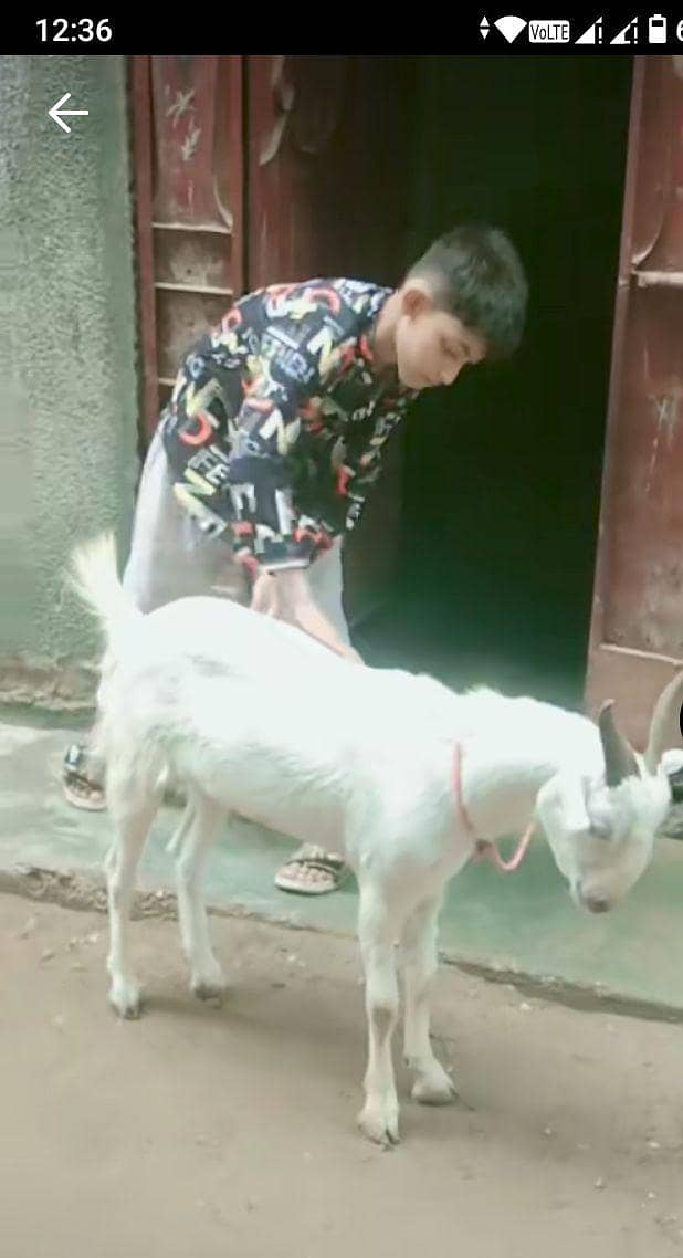 Bakra for sell 2