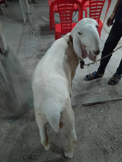 Larkana dumby
