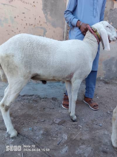 Larkana dumby