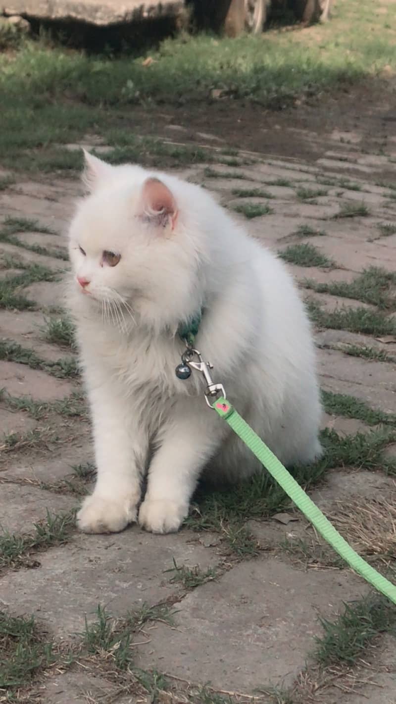 Australian cat long coat 0