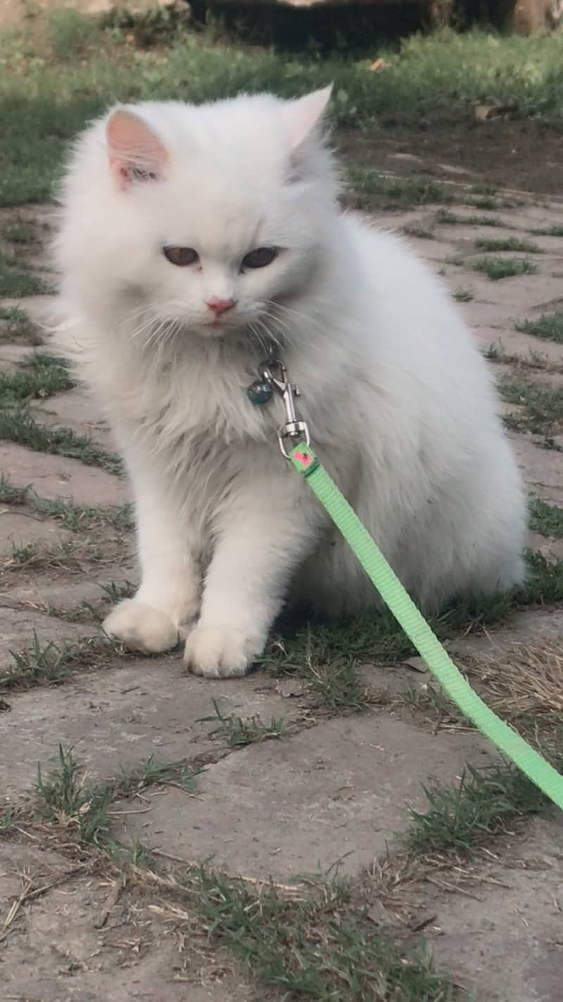 Australian cat long coat 1