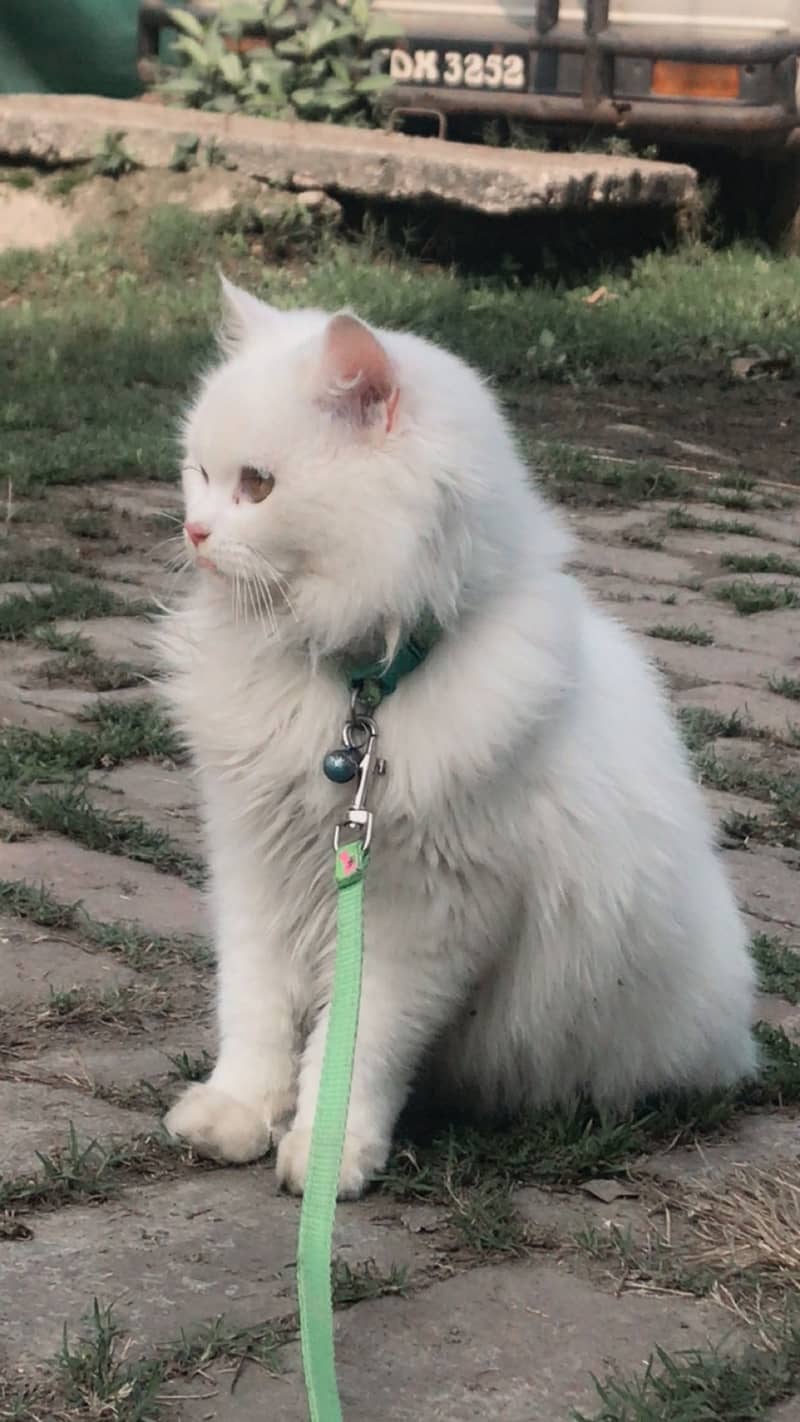 Australian cat long coat 2