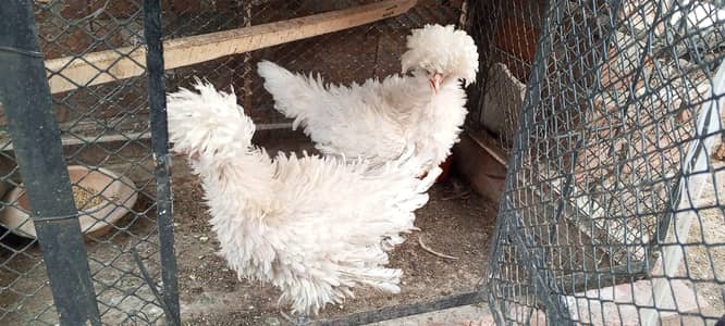 Frizzle Polish Hens