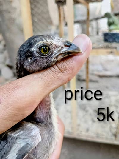 Aseel bread house breeder