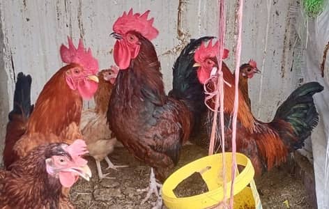 4 Murga (Cock)