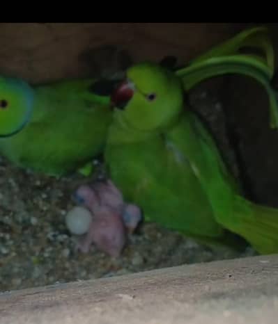 Ring nack parrot available for sale