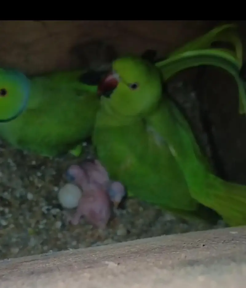 Ring nack parrot available for sale