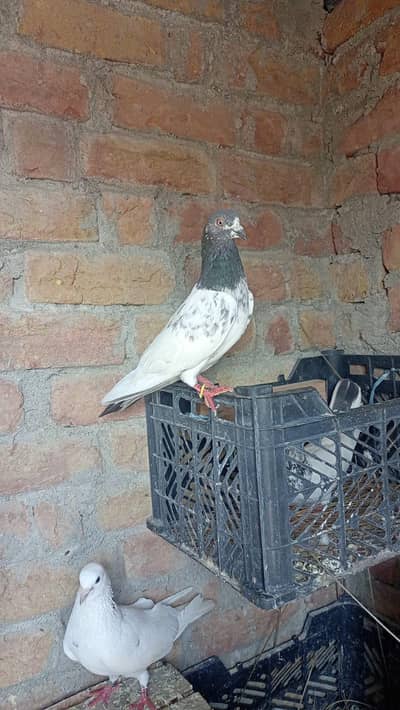 pigeons for sale in reasonable price  300