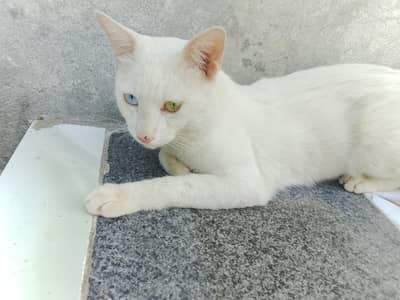 cat available for sale