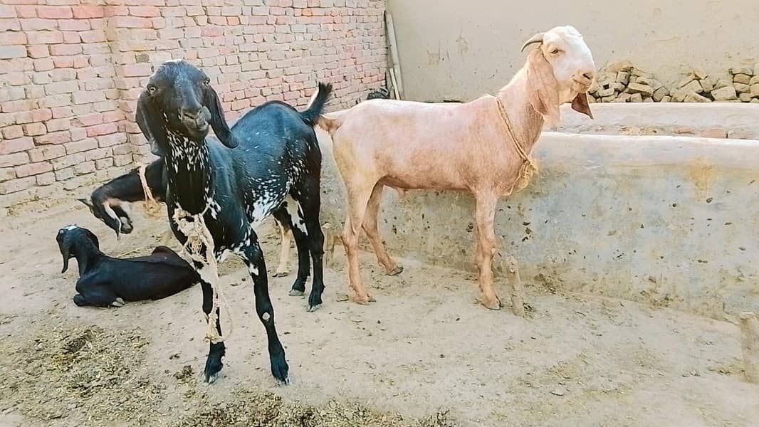 Desi bakray 1