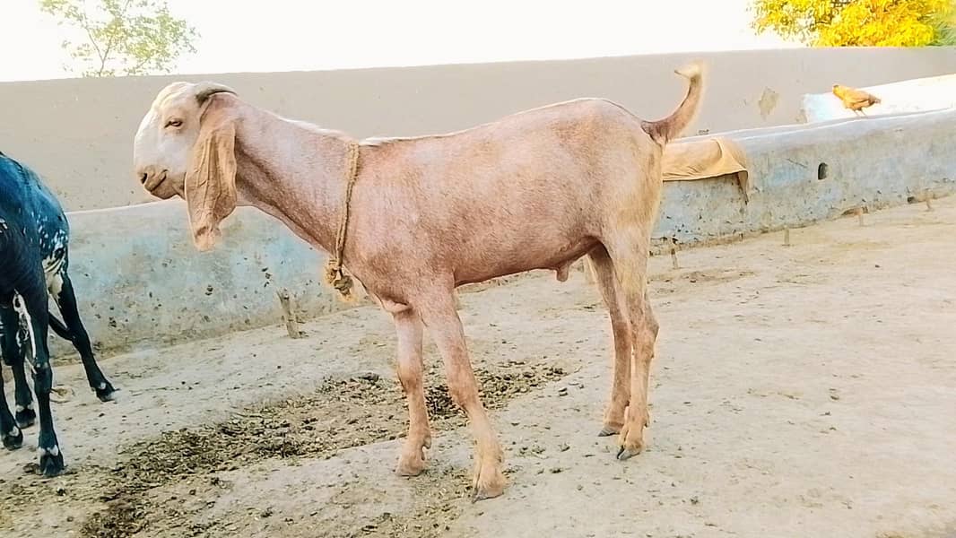 Desi bakray 2