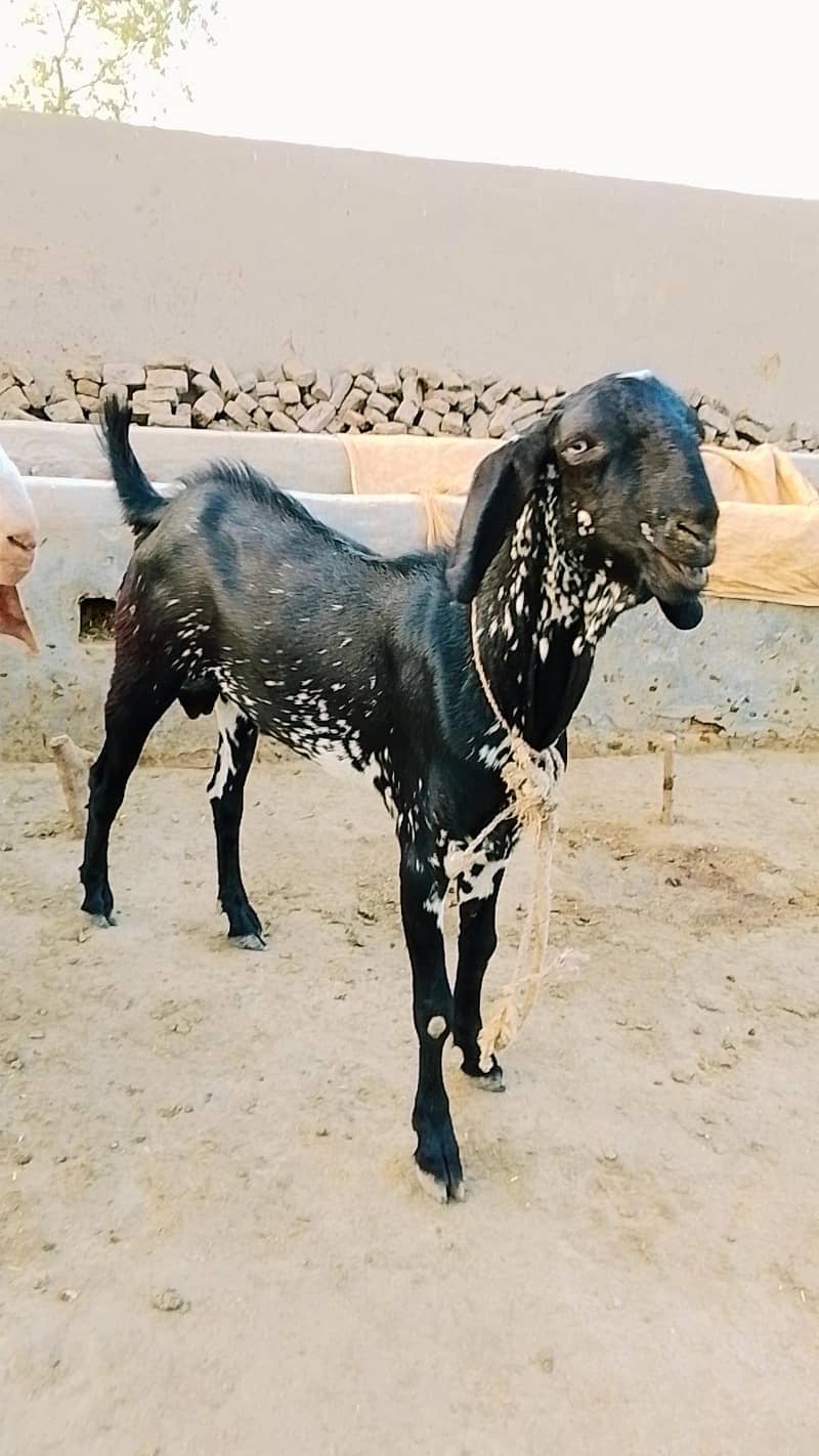 Desi bakray 3