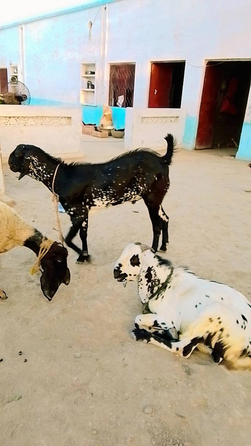 Desi bakray 4