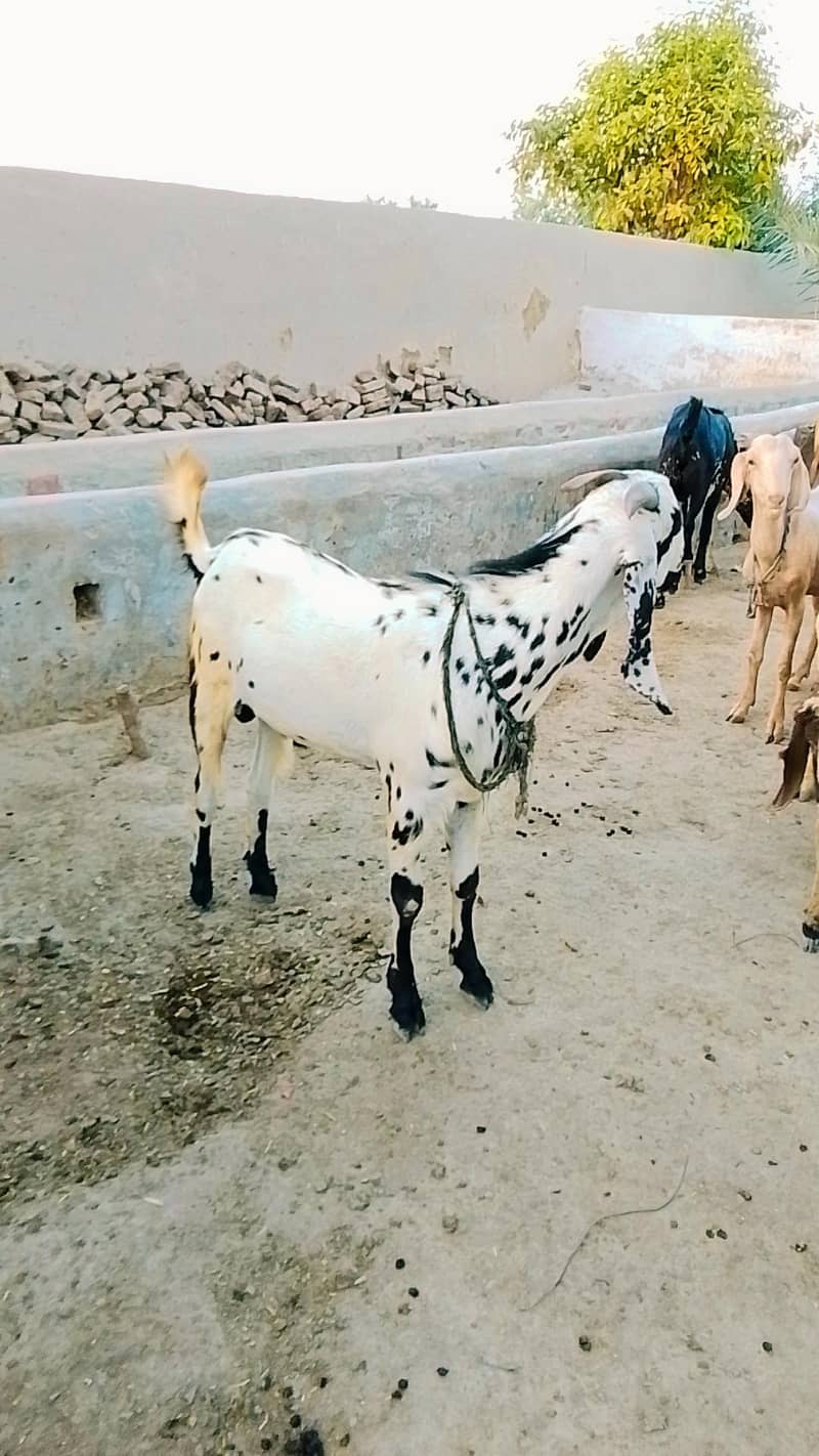 Desi bakray 5