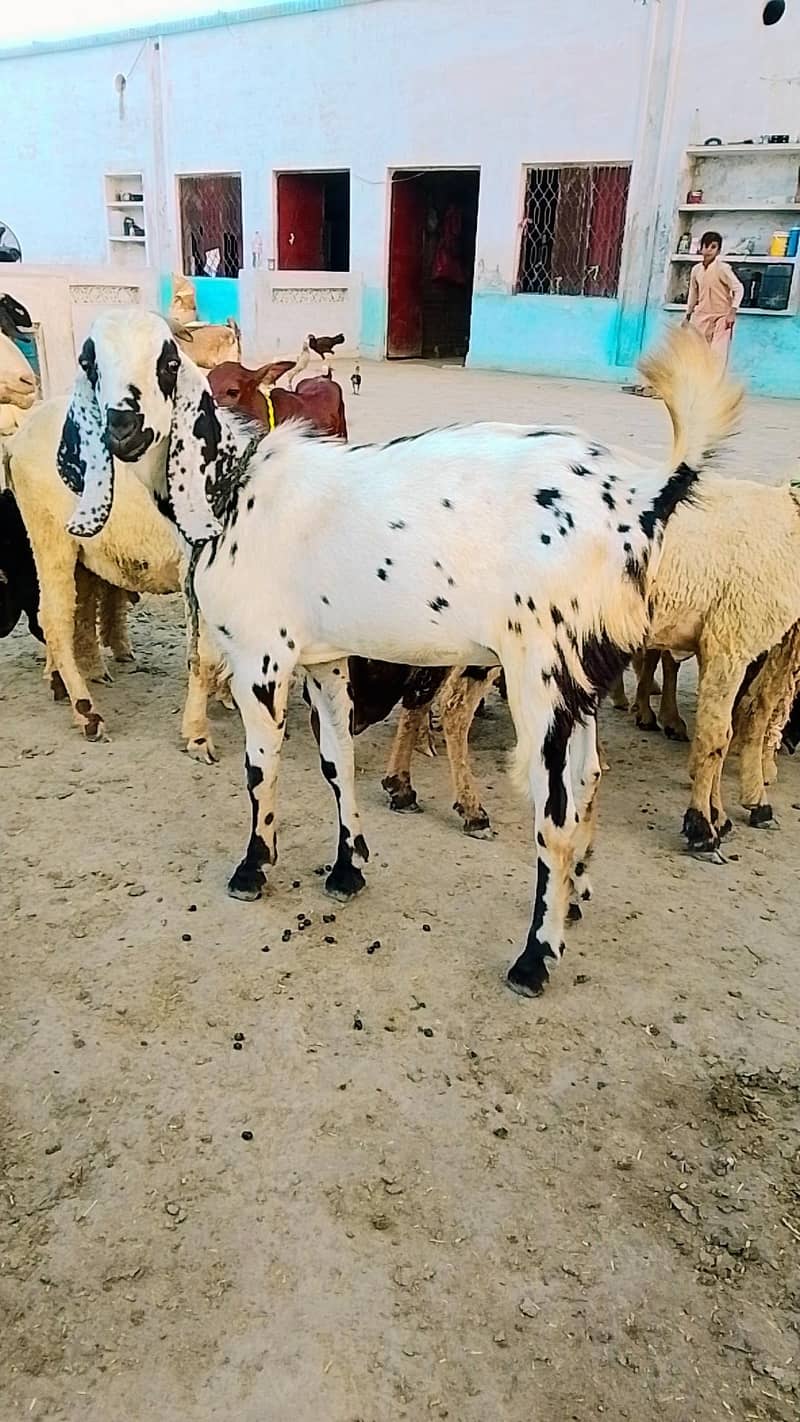 Desi bakray 6