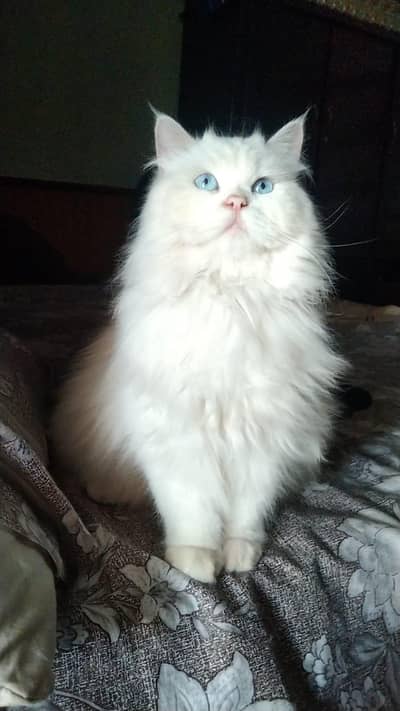 Persian cat
