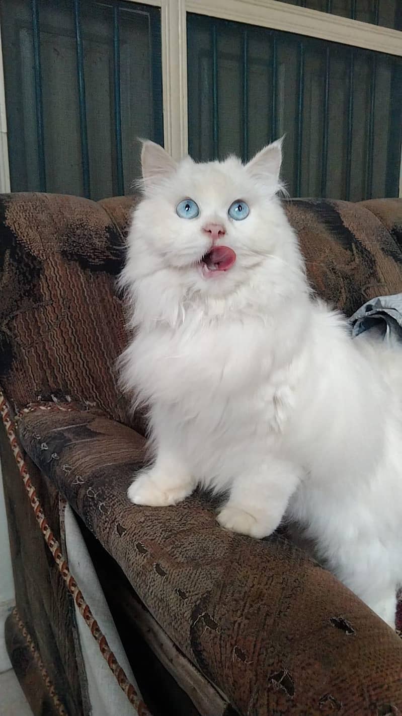 Persian cat 1