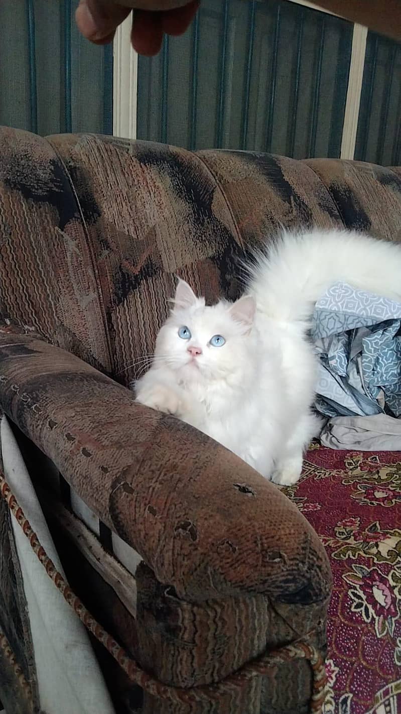 Persian cat 2