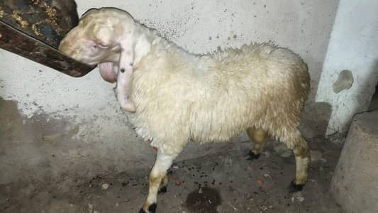Dhumba