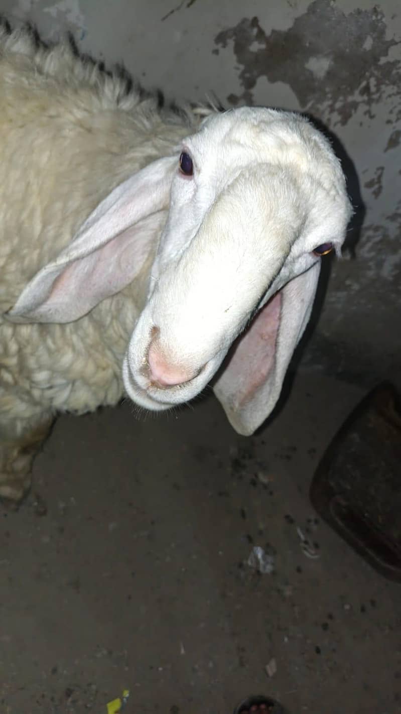 Dhumba 5