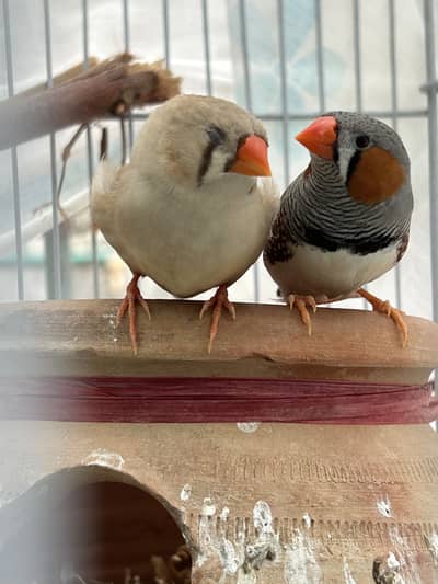 Zebra Finch