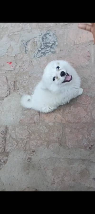 Japanese spitz