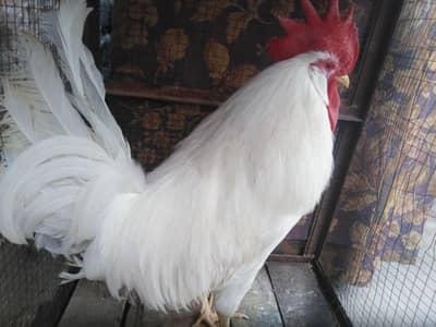 white kokar