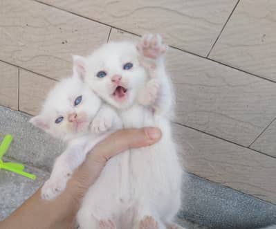 kitty