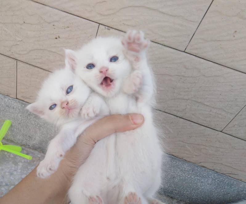 kitty 0